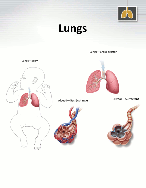 Lungs - NICU Parent Education Resources